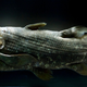 Image for article titled 12 of the most astounding 'living fossils' known to science